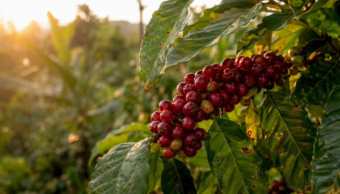 Close-up of ripe coffee cherries on plant