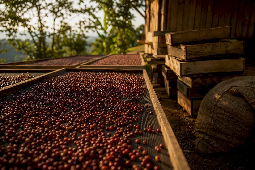 Coffee cherries drying on raised beds outdoors