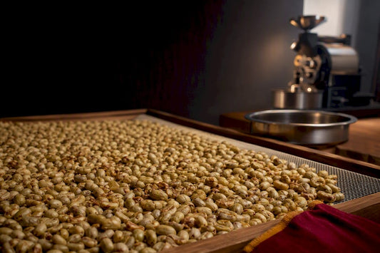 Honey processed coffee beans drying on mesh