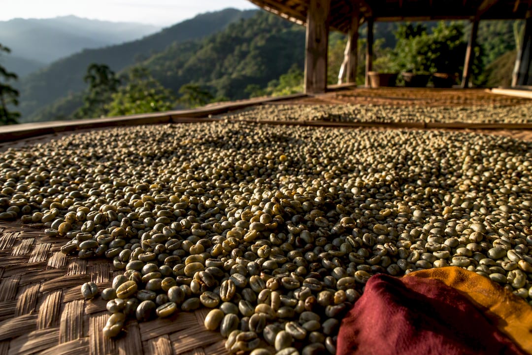Wet-hulled Sumatran beans drying outdoors