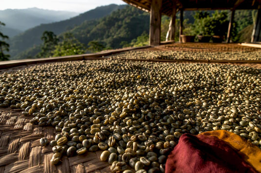 Wet-hulled Sumatran beans drying outdoors