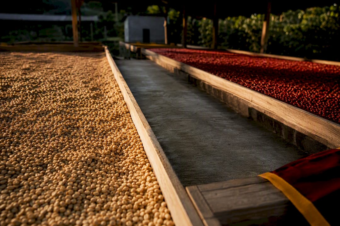 Washed parchment and natural cherries drying