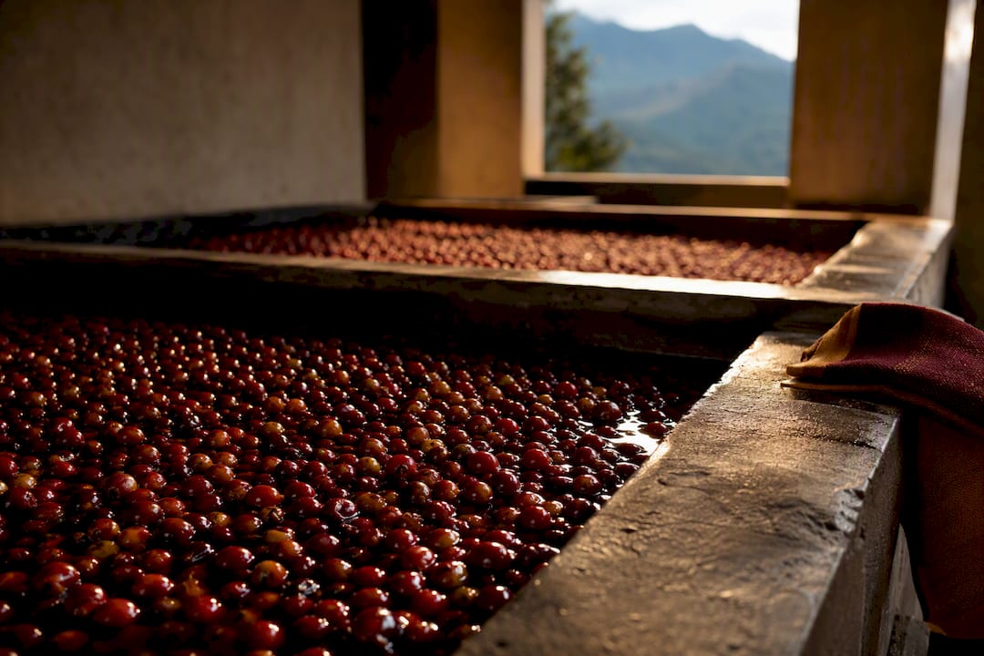 Coffee cherries during post-harvest fermentation