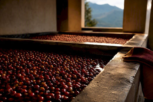 Coffee cherries during post-harvest fermentation